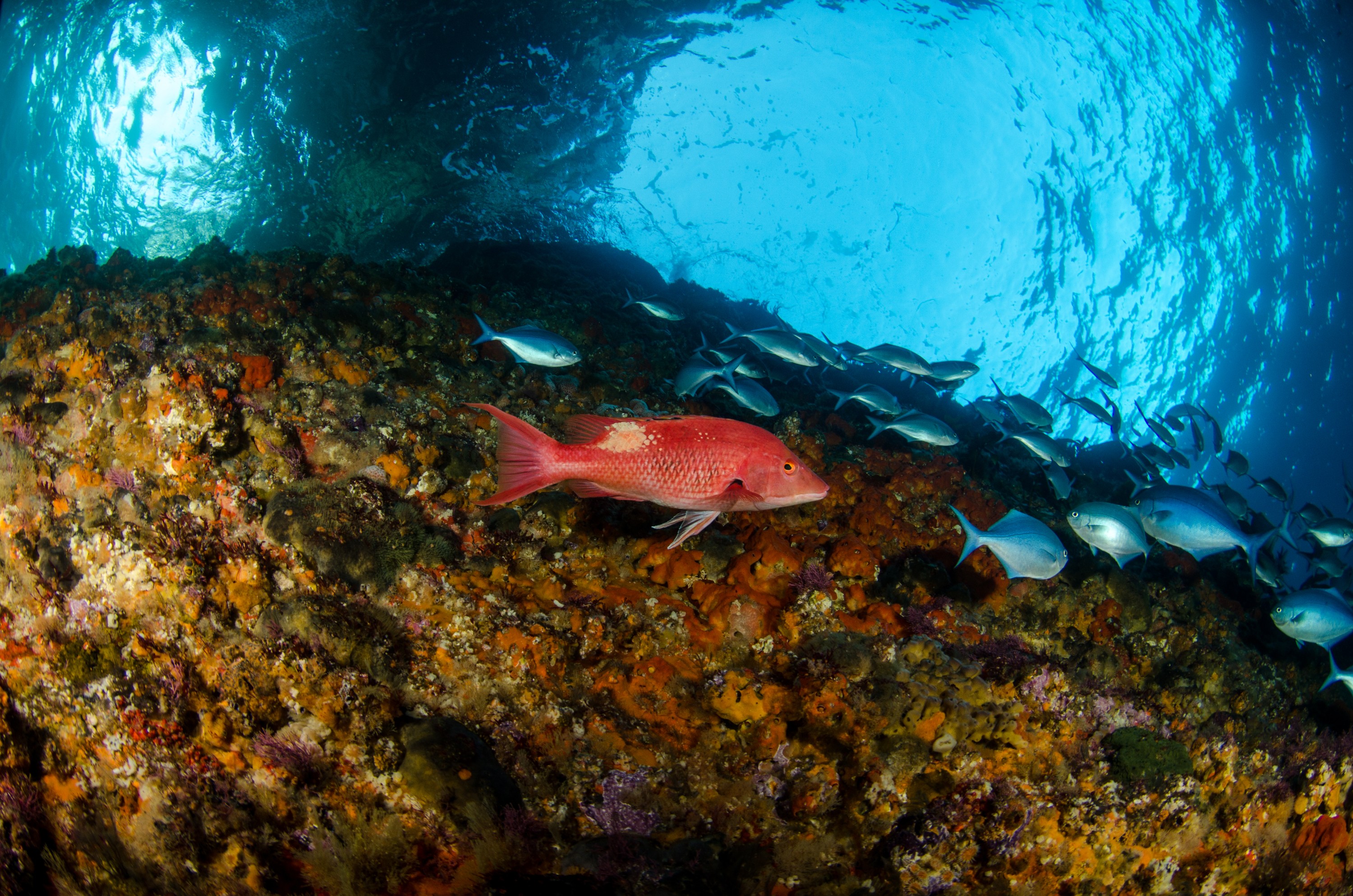 DSC_6324 – crispin, nz, new zealand, new, zealand, poor, knights, marine, reserve, underwater, Red Pigfish, Bodianus, unimaculatus, Northern, Arch,